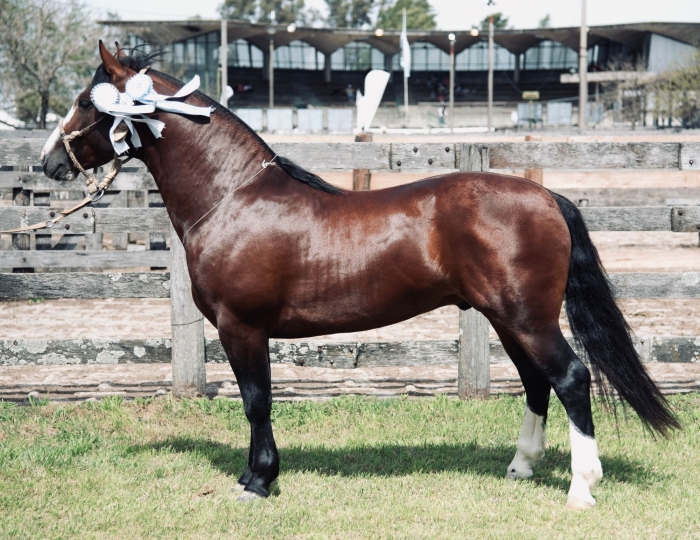 Campeón macho