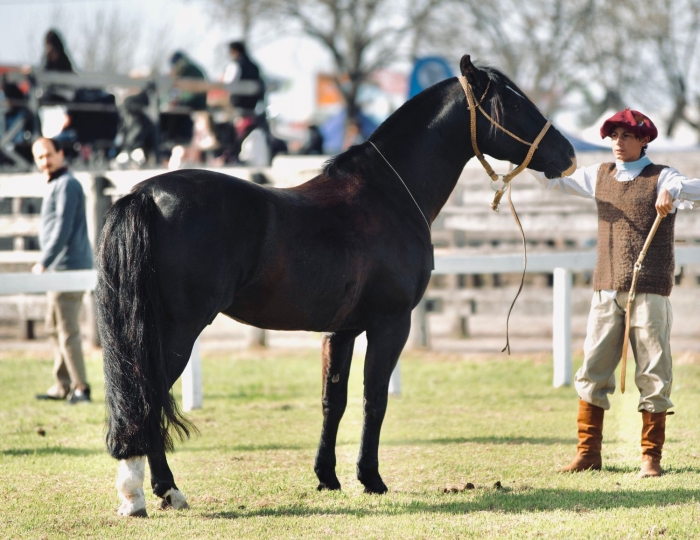 Reservado campeón macho