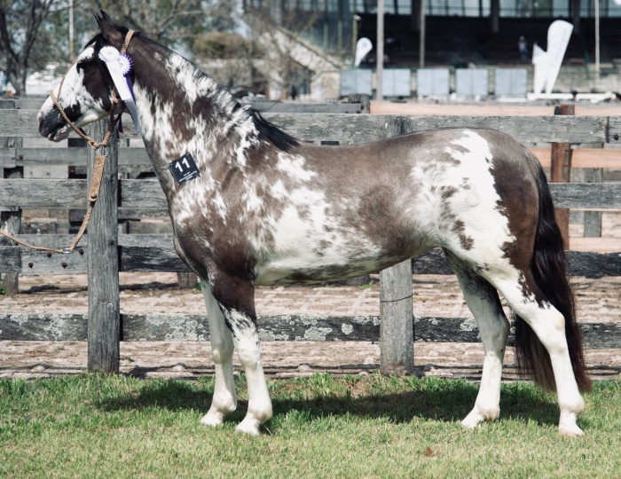 Reservado campeón hembra