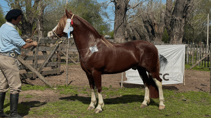 Guirita Hornero - Campeon Macho
