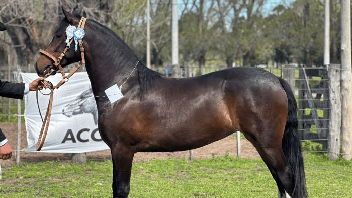 Entablada Tarasca - CAMPEONA PRE POTRANCA