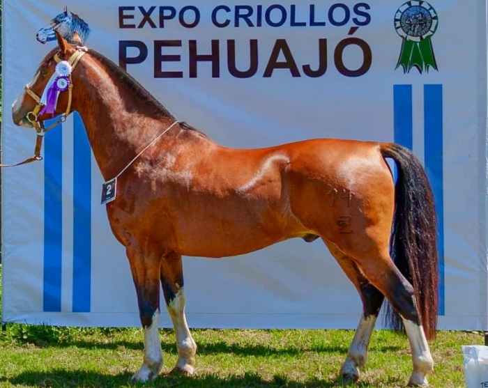 Reservado campeón macho