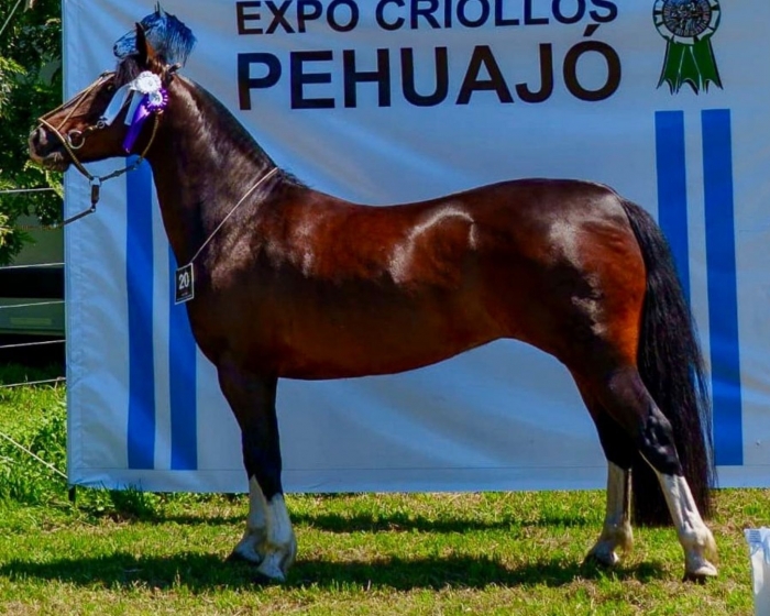 Reservado campeón hembra