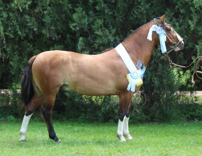 Campeón macho