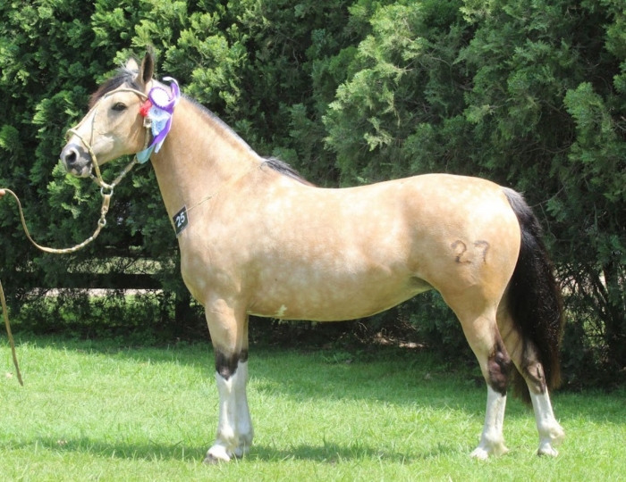 Reservado campeón hembra