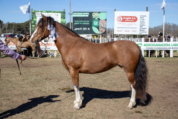 CHARQUE HUMAREDA