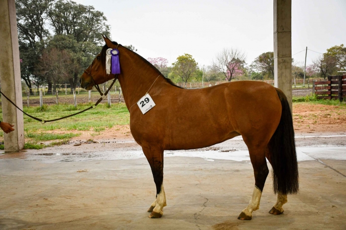  CHAKE LA BOCINA 5498