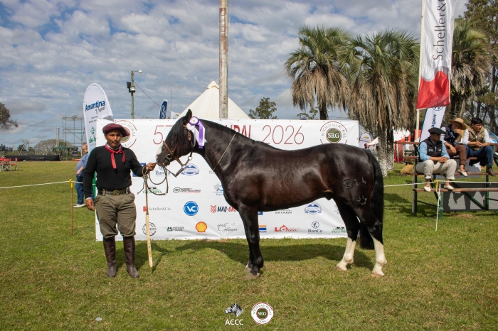 Reservado campeon macho