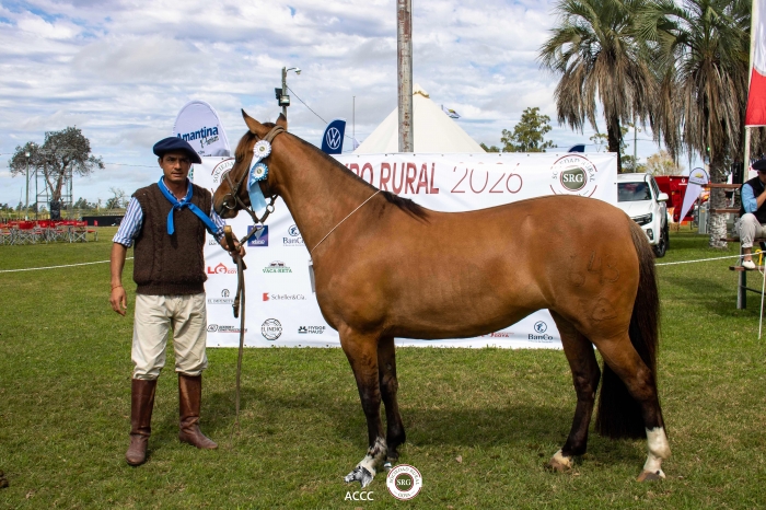 Campeon Hembra