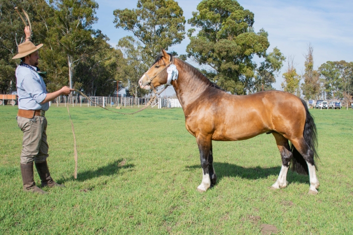Campeón Macho