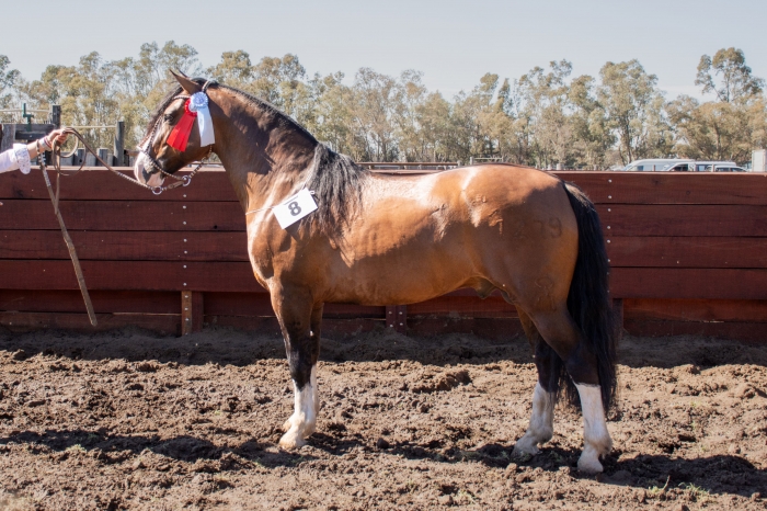Reservado campeon macho