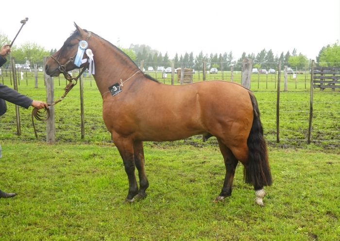 Campeón Macho